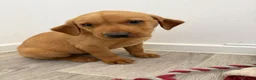 Labrador Retriever dogs for sale: Labrador puppies from a loving family home. - Advert 21