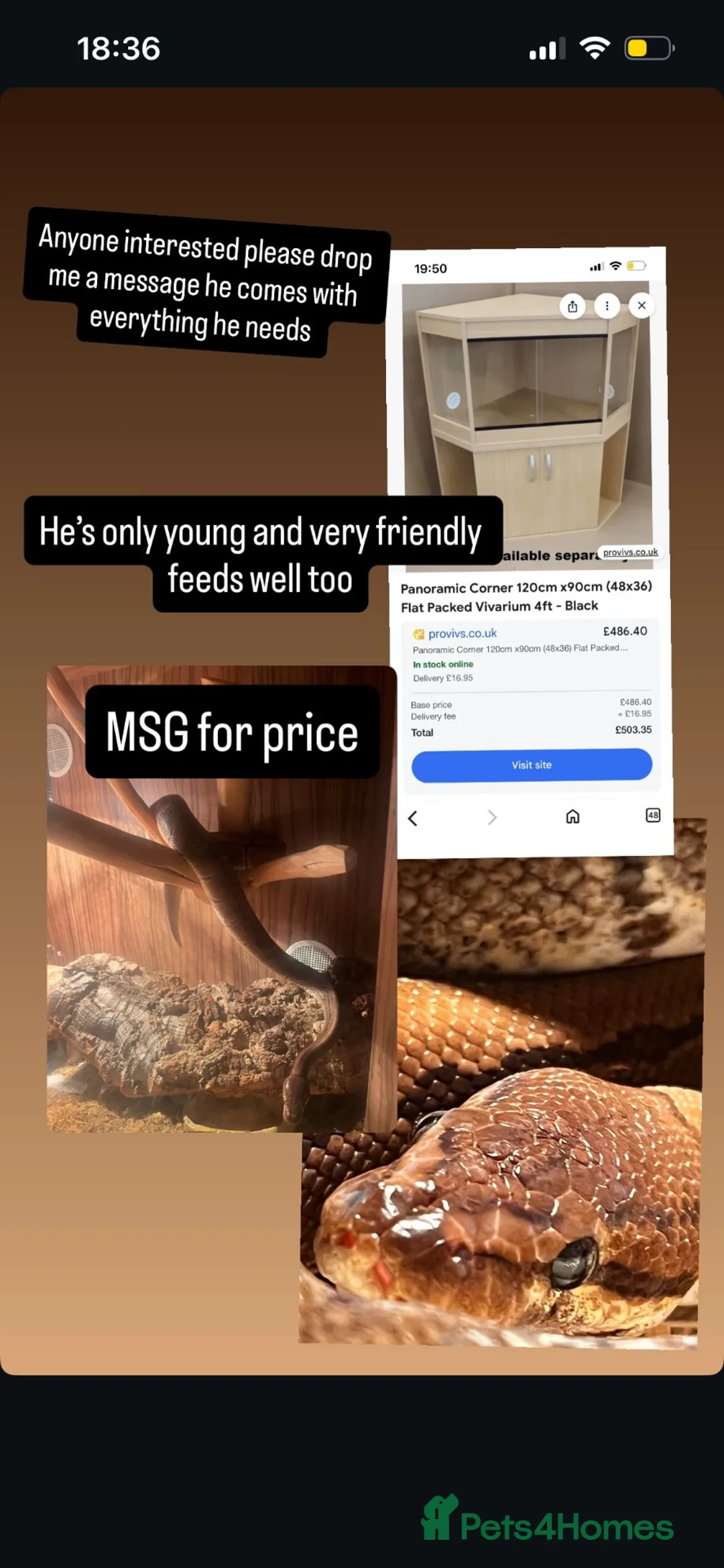 Python Snake reptiles for sale: Royal python  in Chesterfield - Advert 2