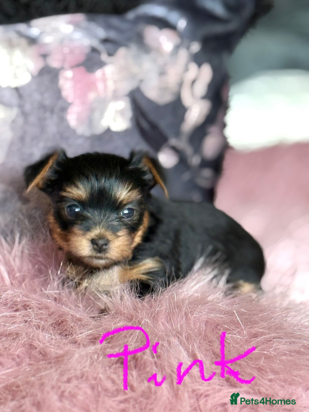 Yorkshire Terrier dogs for sale: ⭐ Yorkieshire Terrier puppies – KC Registered ⭐ - Advert 10