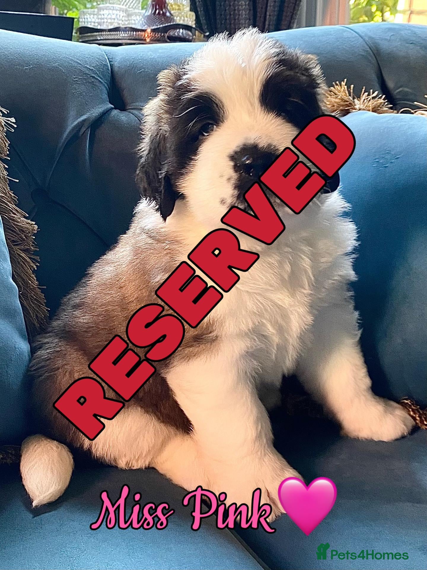 Saint Bernard dogs Outstanding KC Registered Saint Bernard Puppies - Advert 2