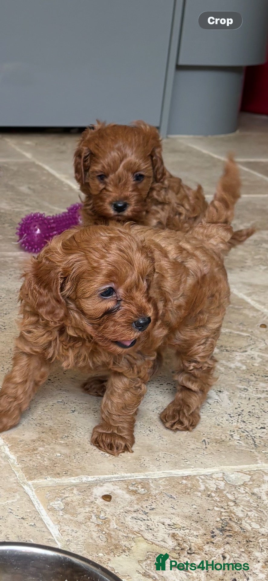 Cavapoo dogs Cavapoo pups  - Advert 5