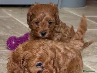 Cavapoo dogs Cavapoo pups - Advert 3