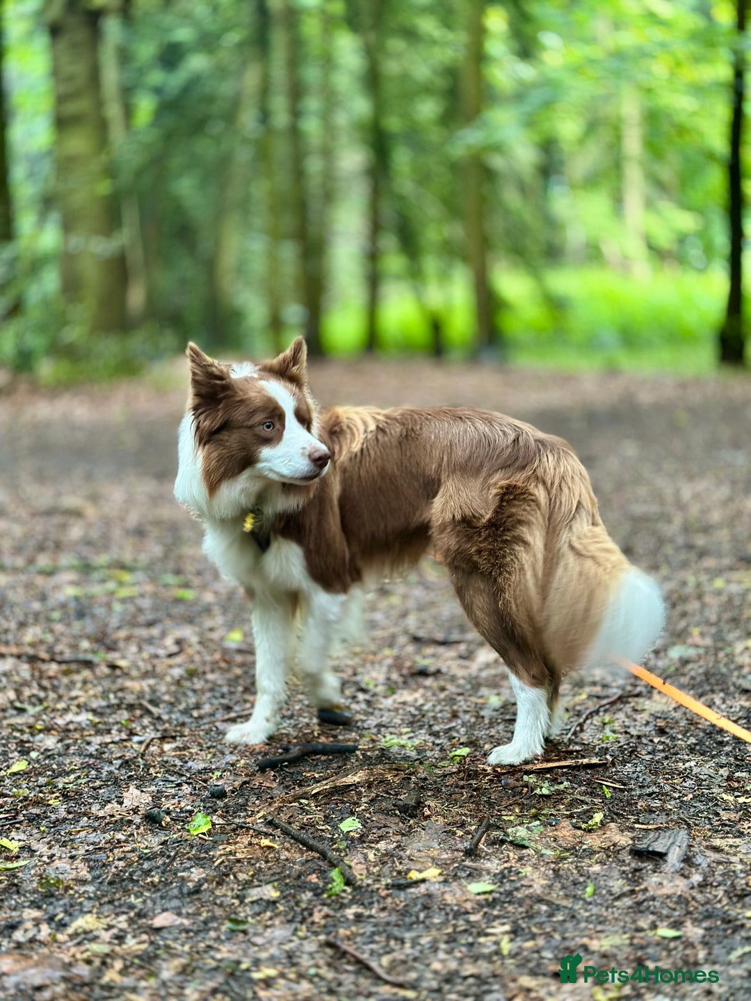 Border Collie dogs for stud: Kajtek Red-white border collie looking for a lady! - Image 8