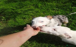 Bearded Collie dogs for sale: Beautiful blue merle border collie pups! - Image 16
