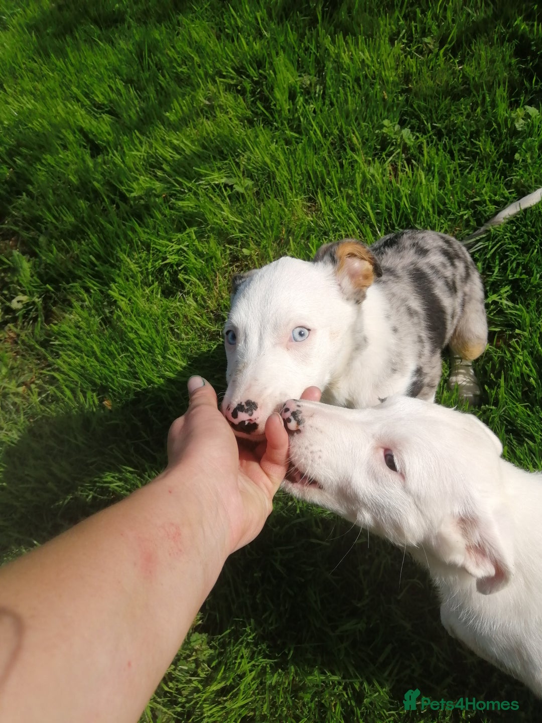Bearded Collie dogs for sale: Beautiful blue merle border collie pups! - Image 16