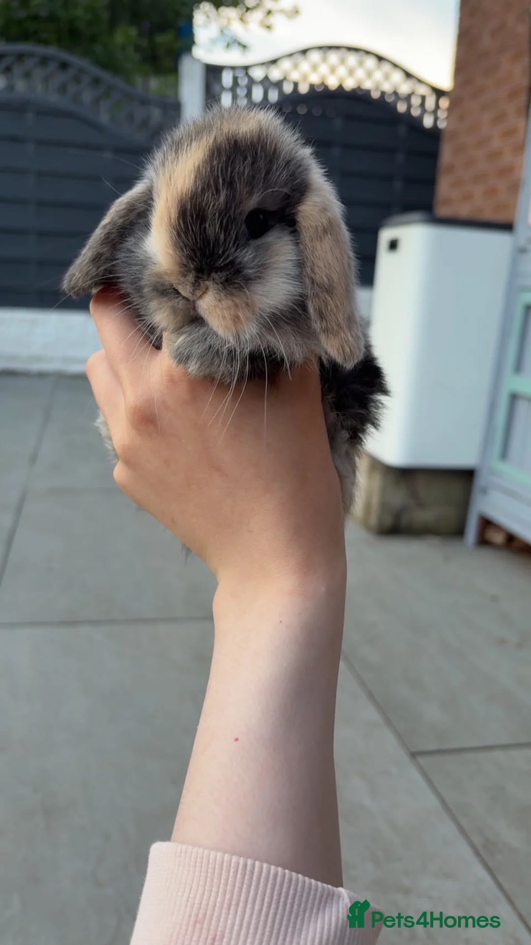 Mini Lop rabbits for sale: 🐰 Beautiful Baby Rabbits – Waiting List Now Open  - Advert 3