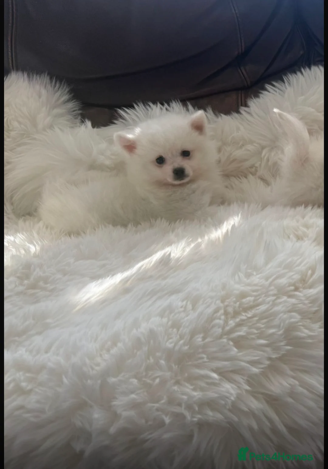 Pomeranian dogs for sale: Fluffy pomeranian puppies in London - Advert 10