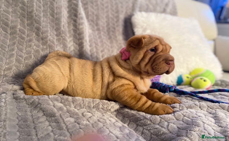 Shar Pei dogs - Advert 1