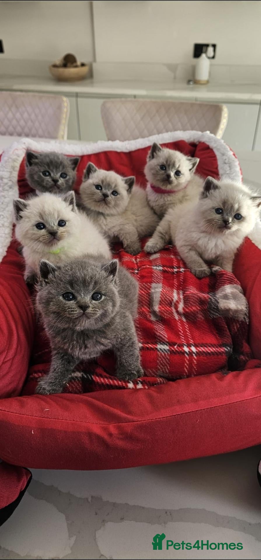 British Shorthair cats for sale: 6 gorgeous bsh  kittens .  - Advert 19