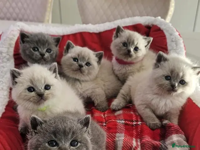 British Shorthair cats for sale: 6 gorgeous bsh kittens . - Advert 19