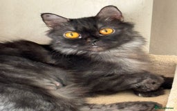 Mixed Breed cats for adoption: Beautiful grumpy-face Elba is a lovebug  - Image 1