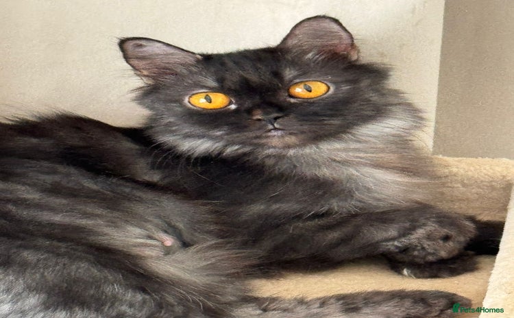 Mixed Breed cats - Advert 2