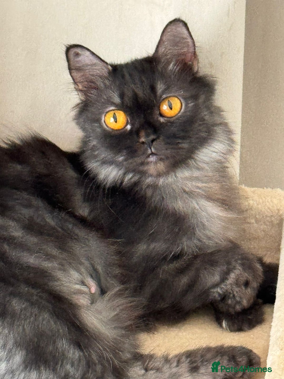 Mixed Breed cats for adoption: Beautiful grumpy-face Elba is a lovebug  - Image 1
