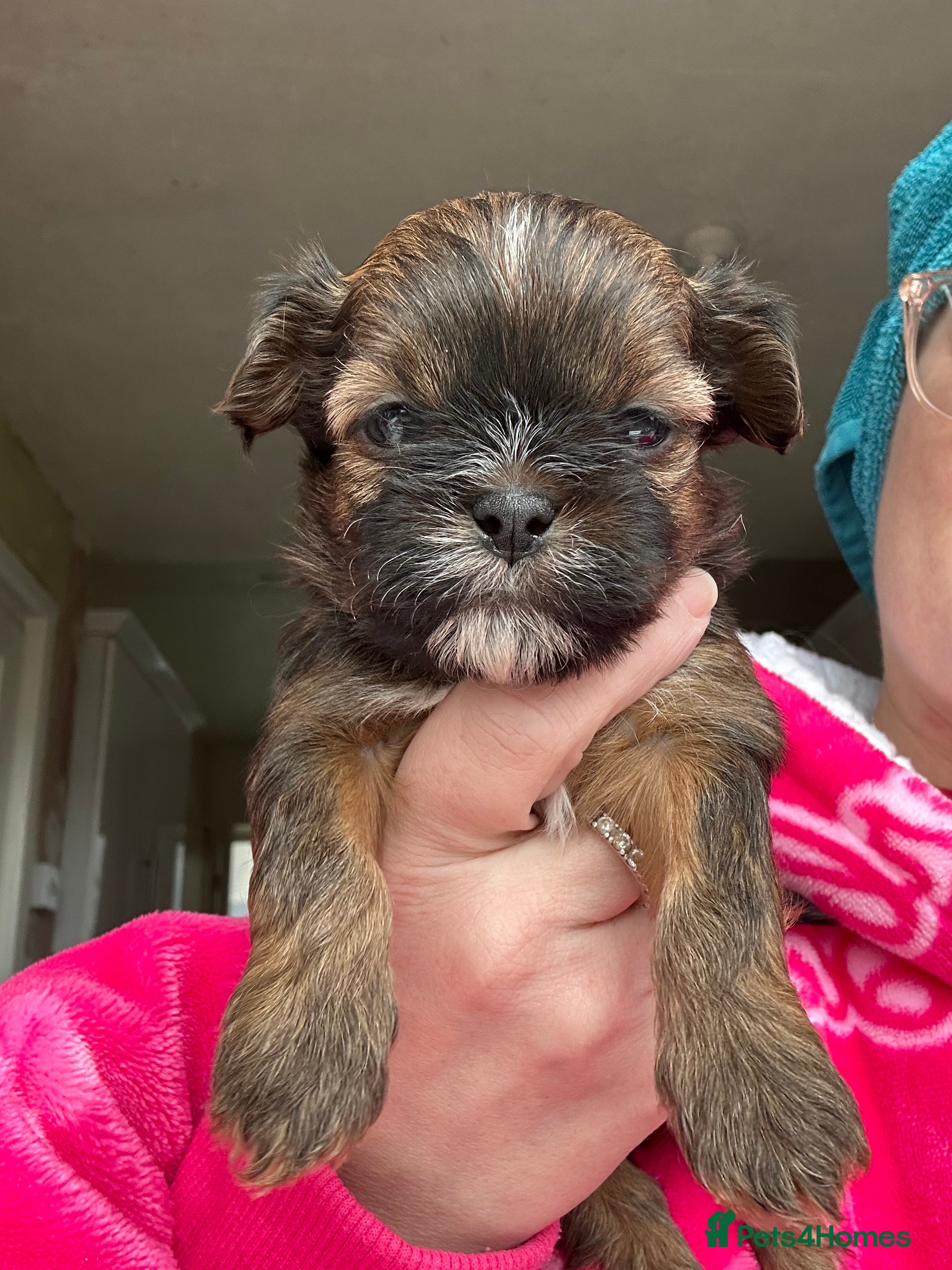 Malshi dogs 2 generation malshi puppies - Advert 1