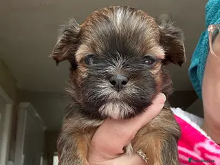 Malshi dogs 2 generation malshi puppies - Advert 1