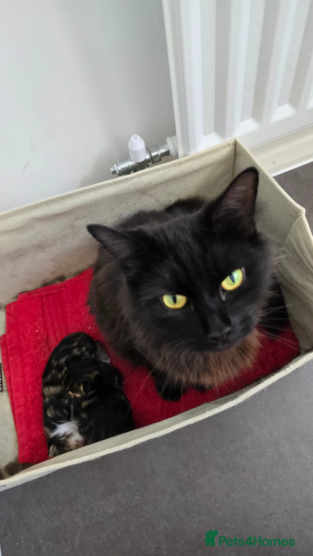 Mixed Breed cats for sale: 3 beautiful long hair kittens - Advert 1