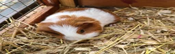 Guinea Pig rodents for sale: Guinea Pigs in South Brent - Advert 1