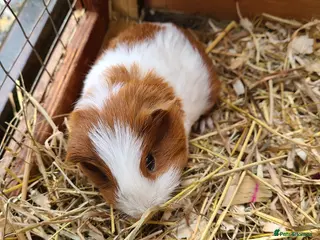 Guinea Pig rodents Guinea Pigs in South Brent - Advert 9