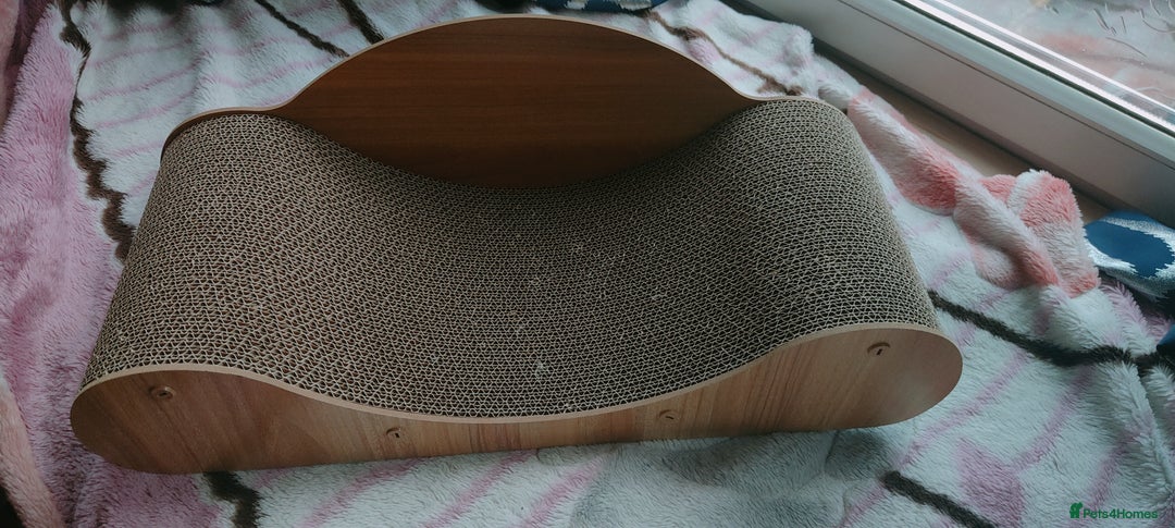 Ragdoll cats for sale: Ragdoll mix bred - Advert 7