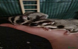 Sugar Glider rodents for sale: 2 female sugar gliders  - Image 3