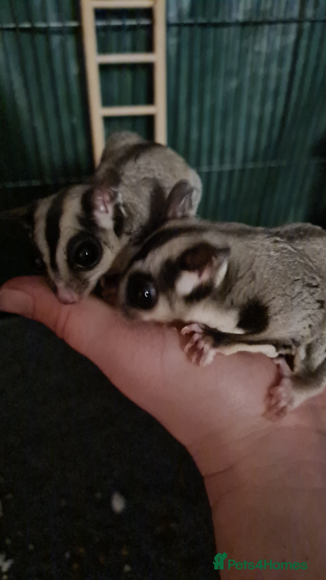 Sugar Glider rodents for sale: 2 female sugar gliders  - Image 3