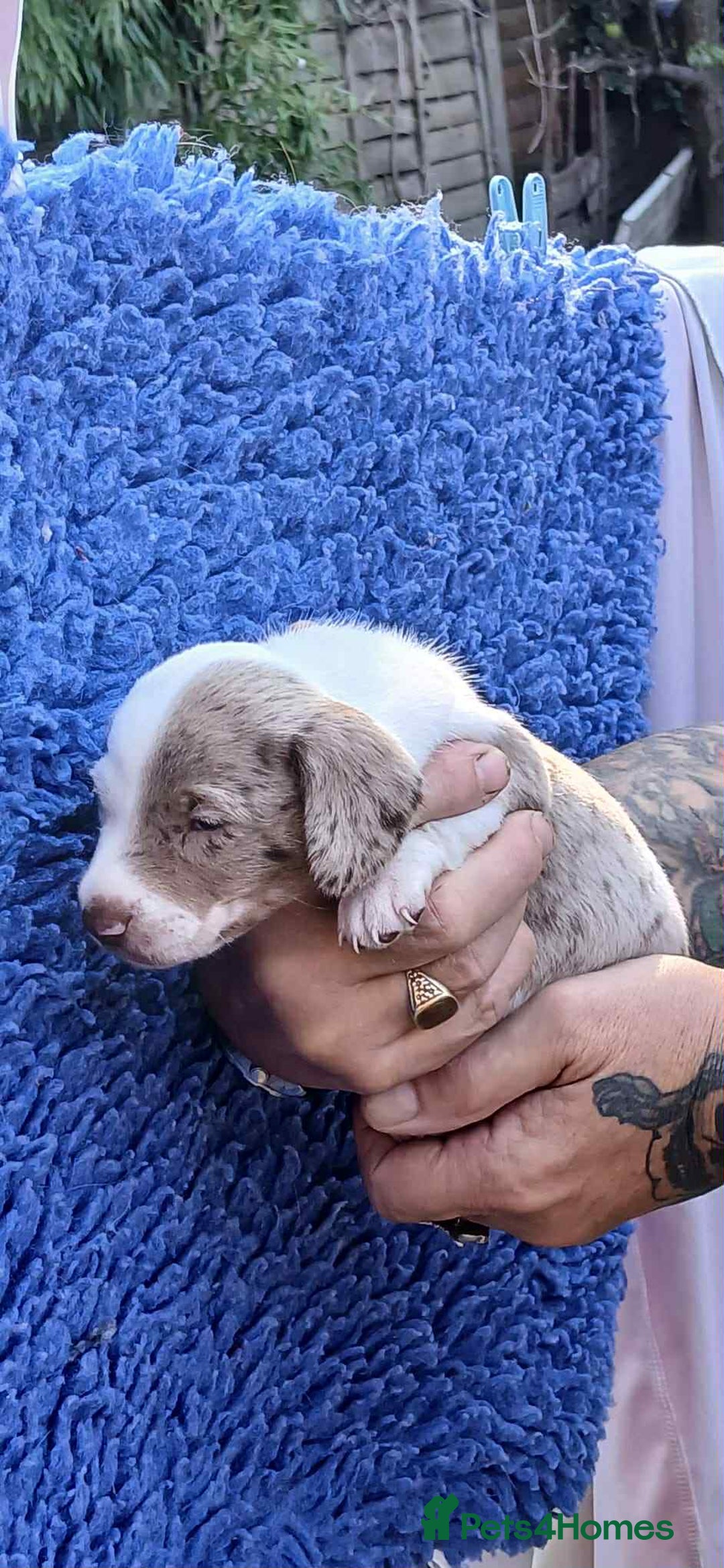Dachshund dogs for sale: 3 Stunning boy puppies for sale - Image 9