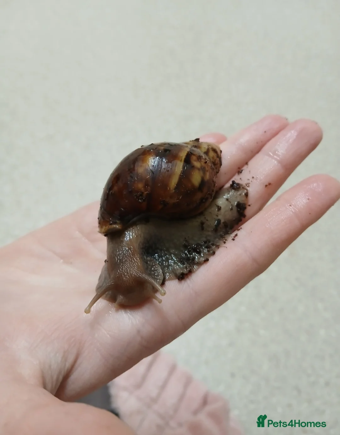 Snails invertebrates for sale: Giant African land snails for sale  - Advert 6