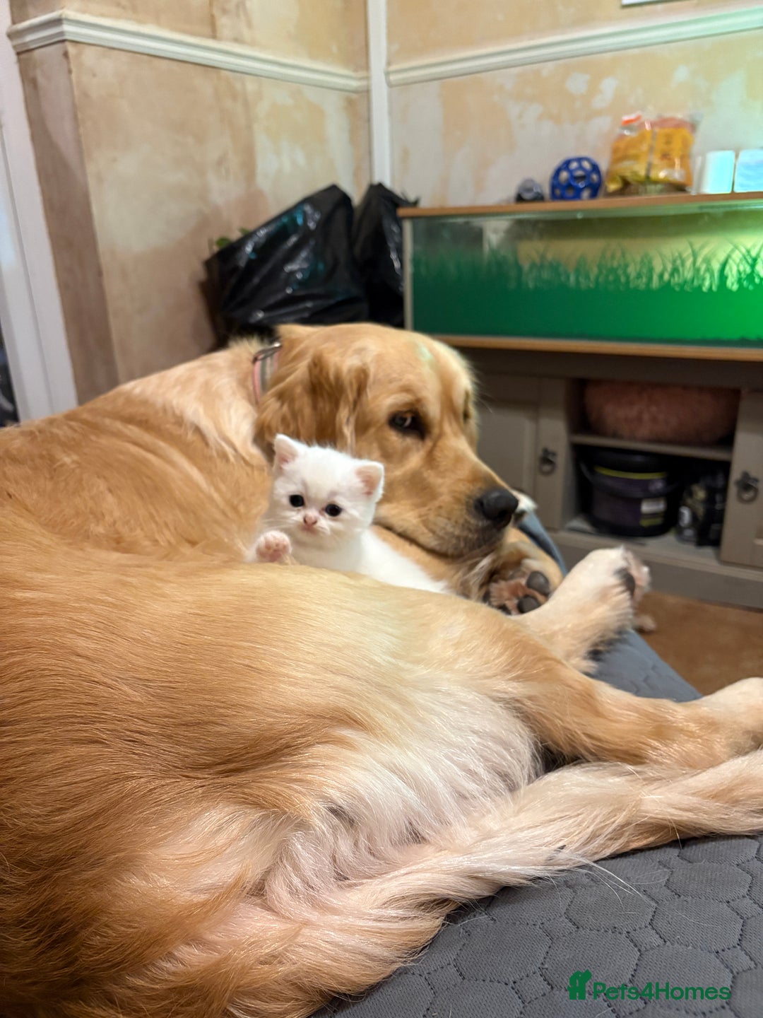 Persian cats for sale: White half Persian kitten, ready  **  eve - Advert 9