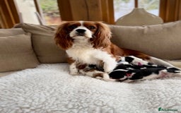 Cavalier King Charles Spaniel dogs for sale: Health tested Cavalier king charles - Advert 2