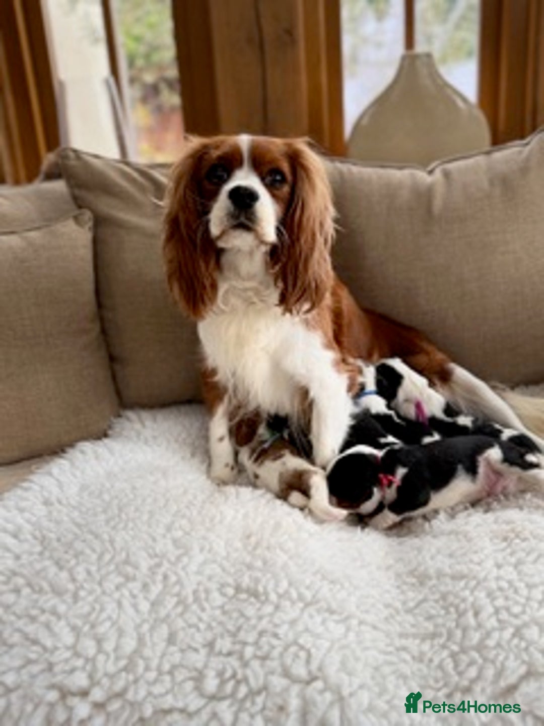 Cavalier King Charles Spaniel dogs for sale: Health tested Cavalier king charles - Advert 2