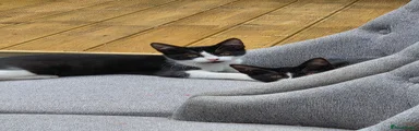 Mixed Breed 1
