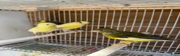 Mixed Breed birds for sale: Mix breed Canary Dove      - Advert 5