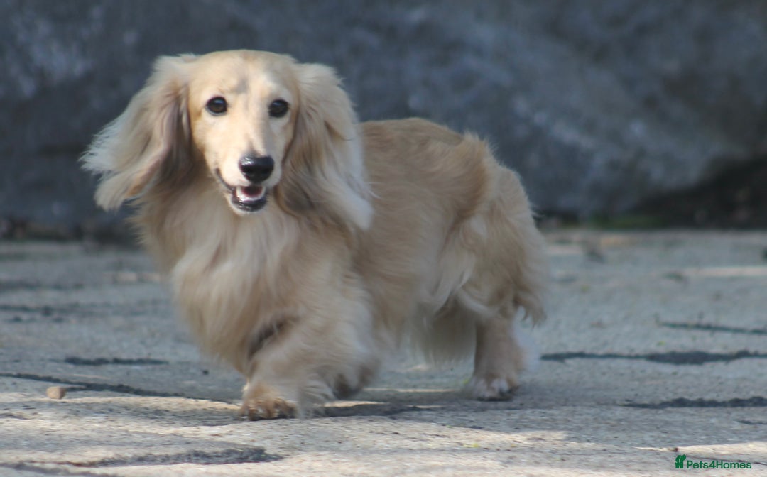 Miniature Dachshund dogs for stud:  Cream i/i long haired Miniature Dachshund  in Newton Abbot - Advert 28