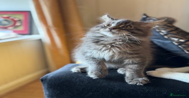 Maine Coon cats - Advert 3