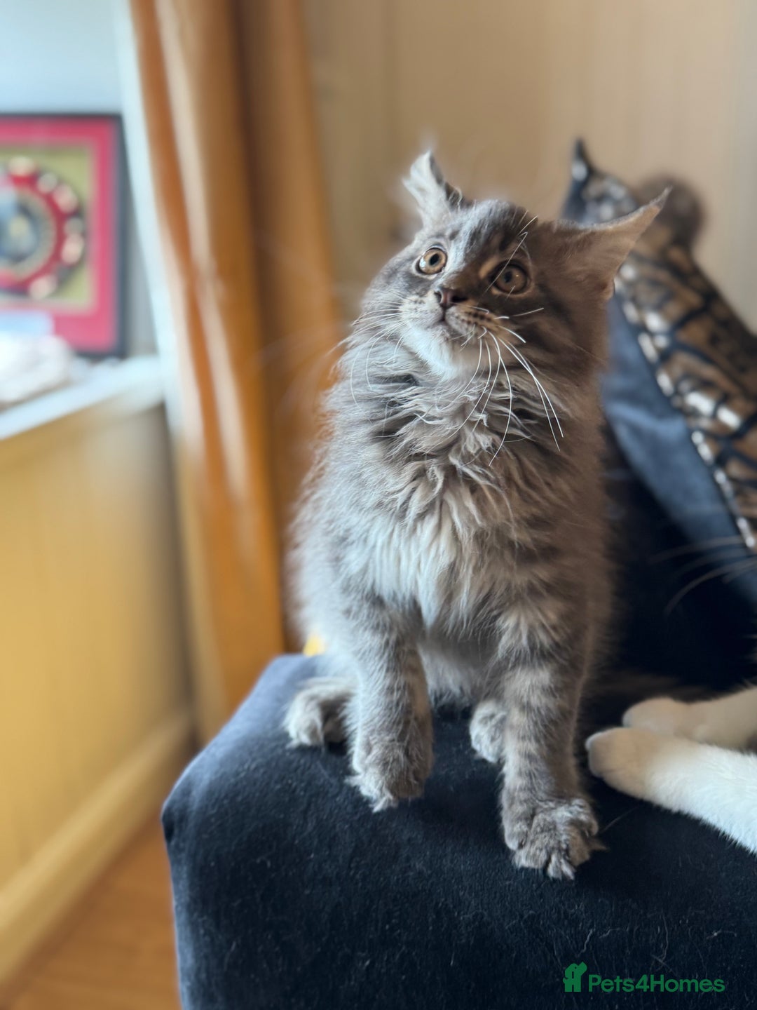 Maine Coon cats for sale: Ready NOW! TICA splendid Maine Coon - Image 4