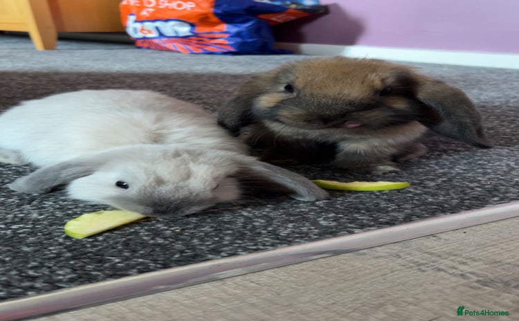 Mini Lop rabbits - Advert 1