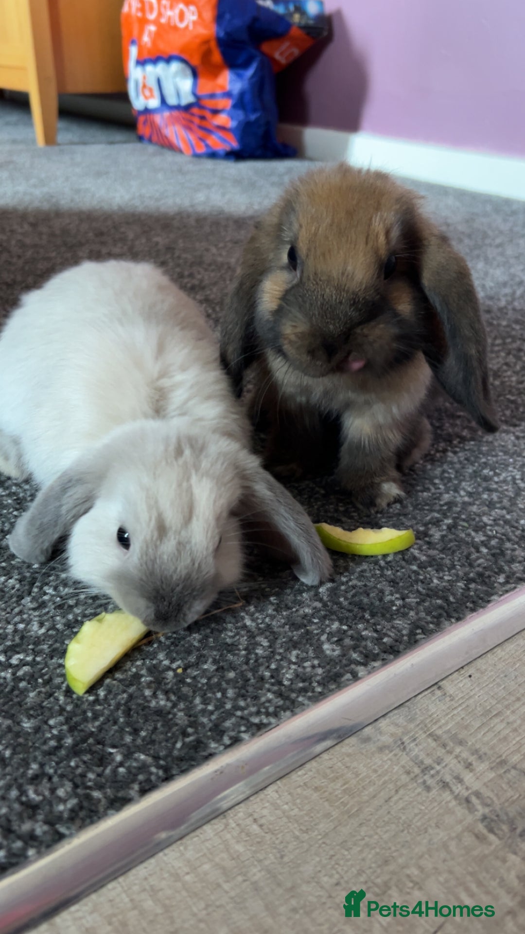 Mini Lop rabbits for sale: Mini Lop male brothers  - Image 1