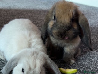 Mini Lop rabbits - Advert 27