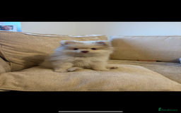 Pomeranian dogs for sale: Merle Pomeranian puppy - Image 1