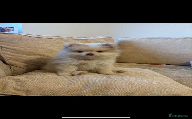 Pomeranian dogs - Advert 1