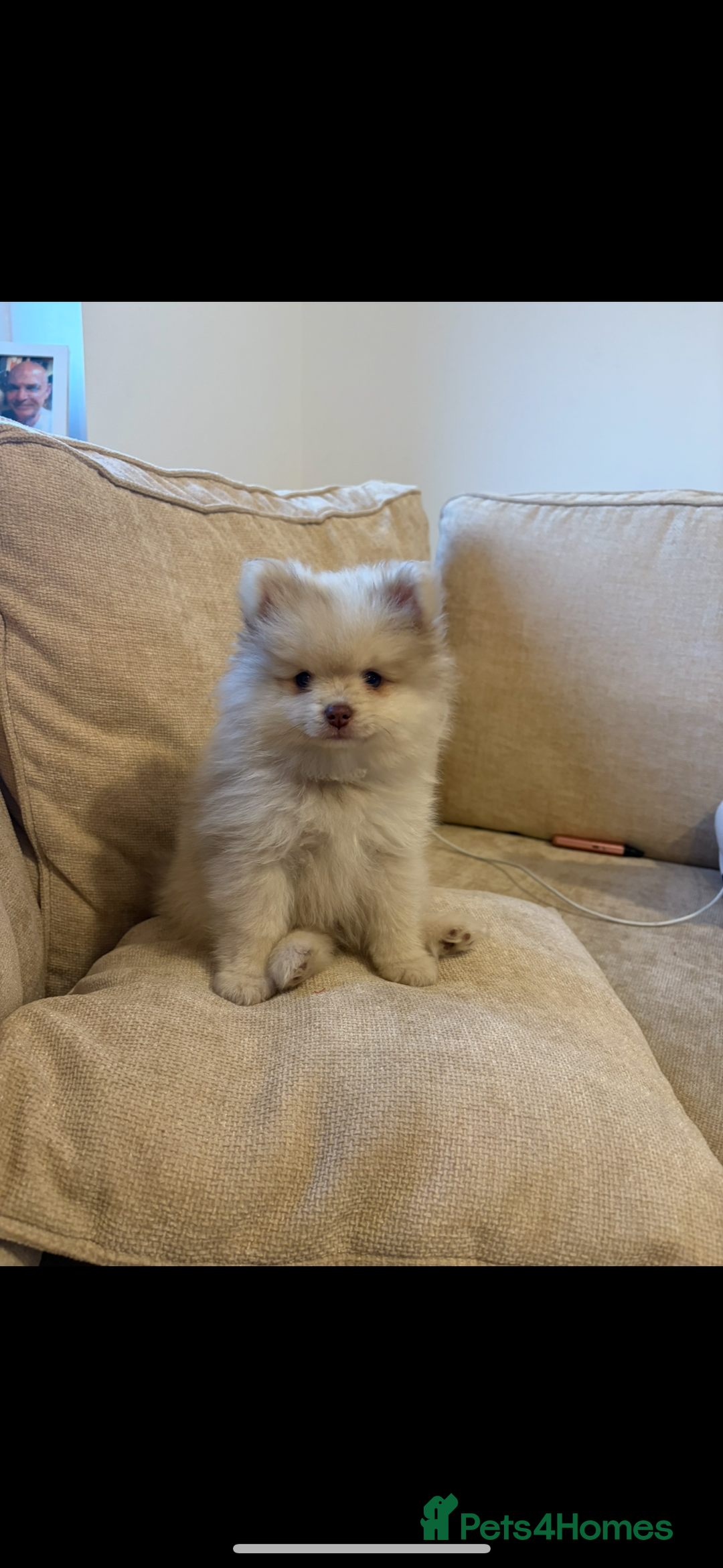 Pomeranian dogs for sale: Merle Pomeranian puppy - Image 1