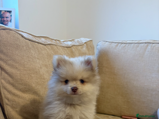 Pomeranian dogs - Advert 11