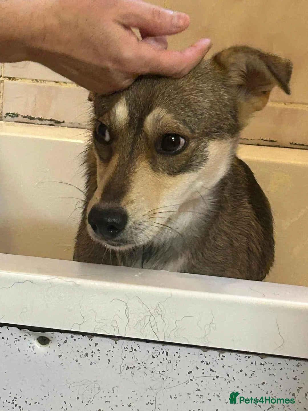 Mixed Breed dogs for adoption: Fizz - Norwich Norfolk  in Norwich - Advert 18