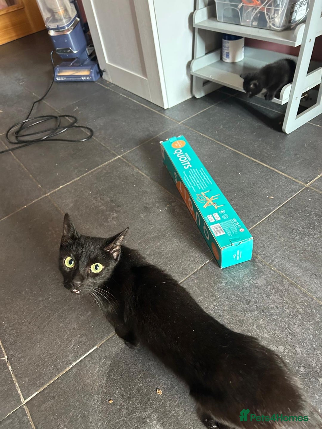 Mixed Breed cats for sale: Kittens for sale - Image 18