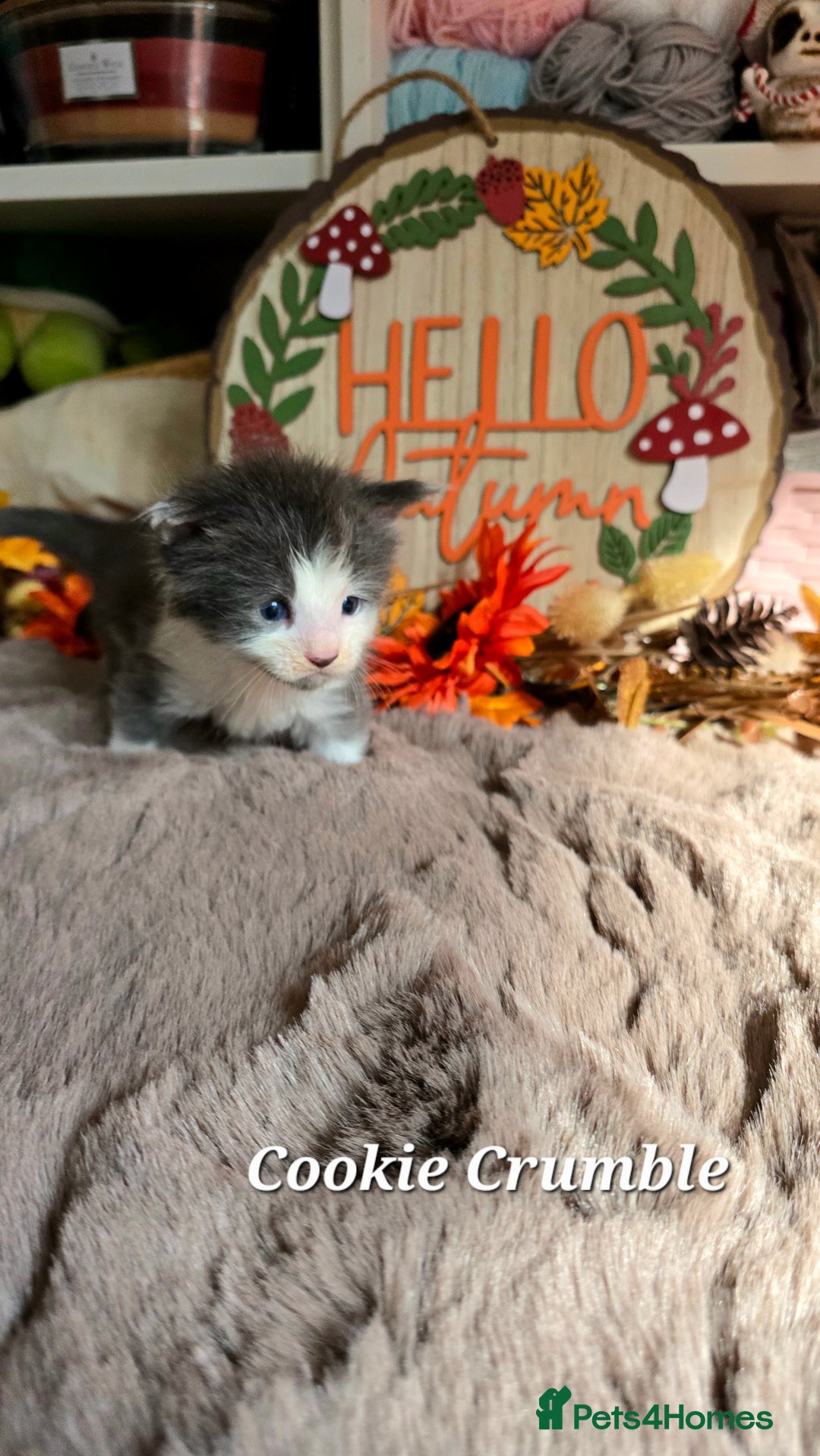 Maine Coon cats for sale: Stunning Xl Mainecoon Kittens  - Image 9