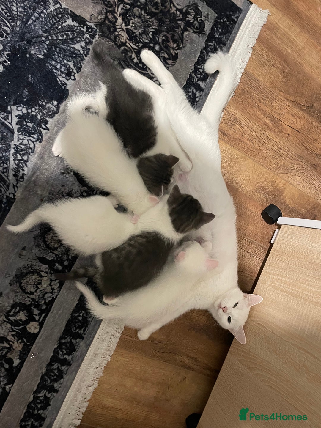 Khao Manee cats for sale: Beautiful kittens (ready to leave 9.02.2026) - Advert 3