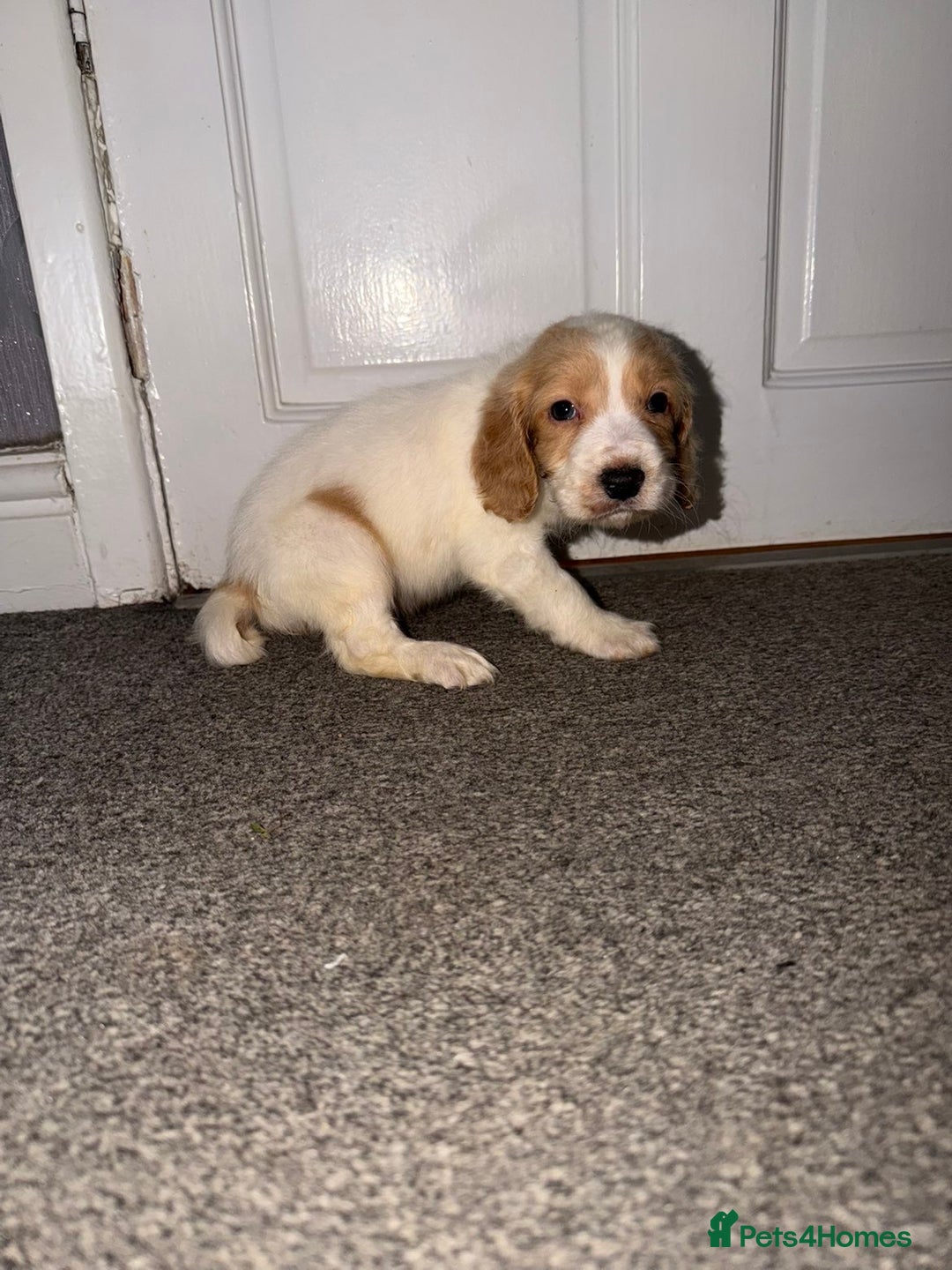 Cocker Spaniel dogs for sale: Cocker spaniel pups   - Advert 5