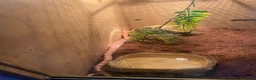 Snake reptiles for sale: Corn snake - Advert 5