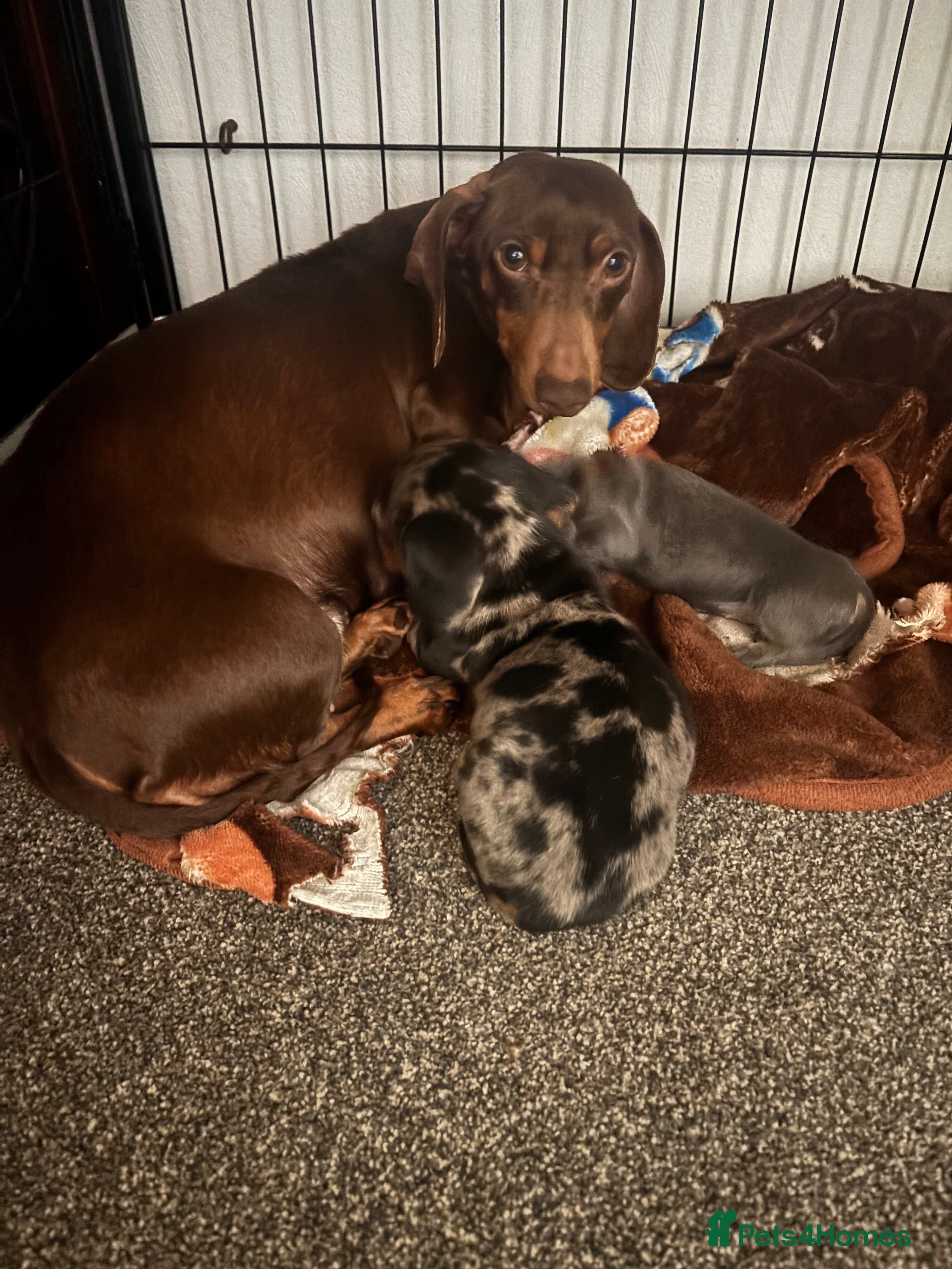 Dachshund dogs Standard dachshund puppy - Advert 1