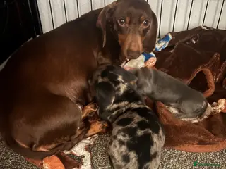 Dachshund dogs Standard dachshund puppy - Advert 1